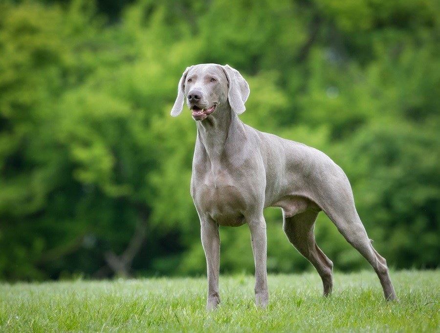 Weimaraner Weimaraner