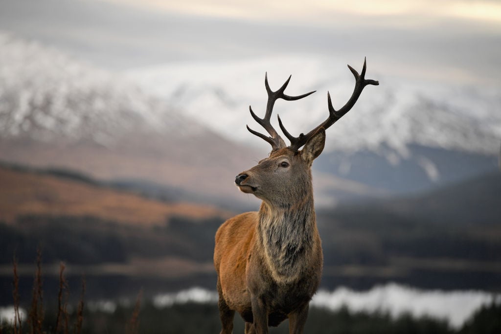 A red dear stag waits to be fed by tourists visiting a car park near Glen Coe