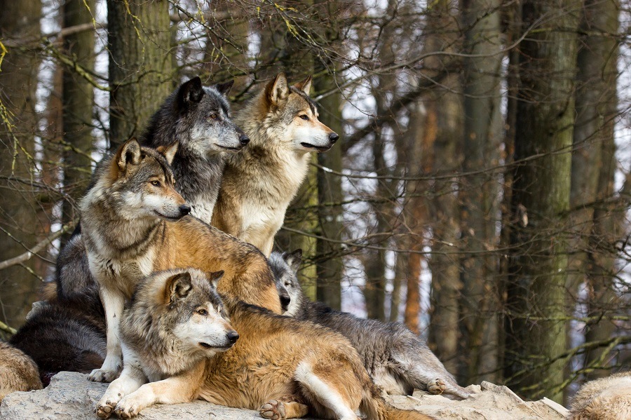 Wolves Wolves