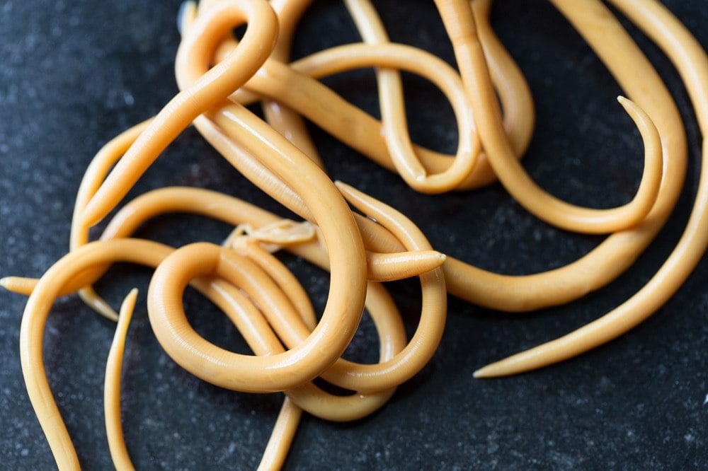 roundworm Ascaris