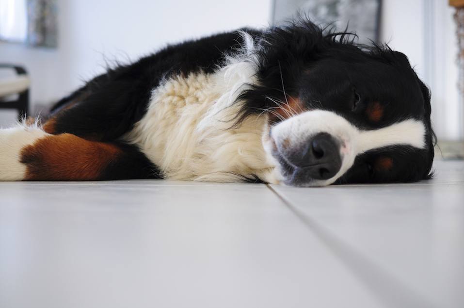 sleeping bernese mountaindog