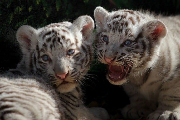 View of two white Bengal tiger (Panthera tigris) cubs, born twenty days ago at San Jorge zoo in Ciudad Juarez, Chihuahua state, Mexico on November 28 , 2017. View of two white Bengal tiger (Panthera tigris) cubs, born twenty days ago at San Jorge zoo in Ciudad Juarez, Chihuahua state, Mexico on November 28 , 2017.