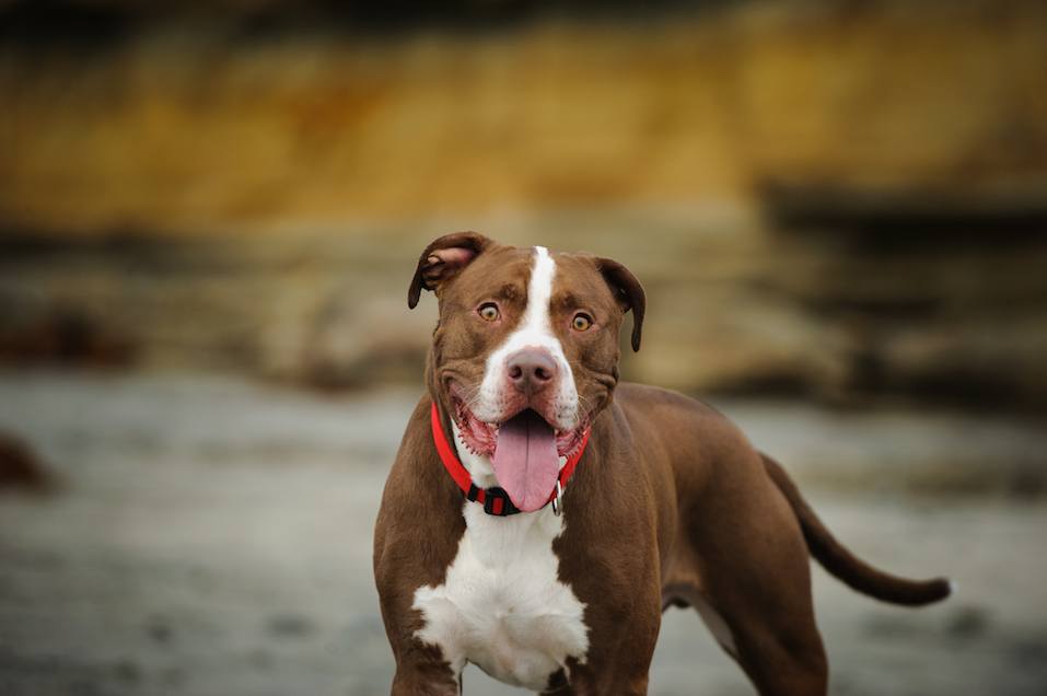 American Pit Bull Terrier dog,