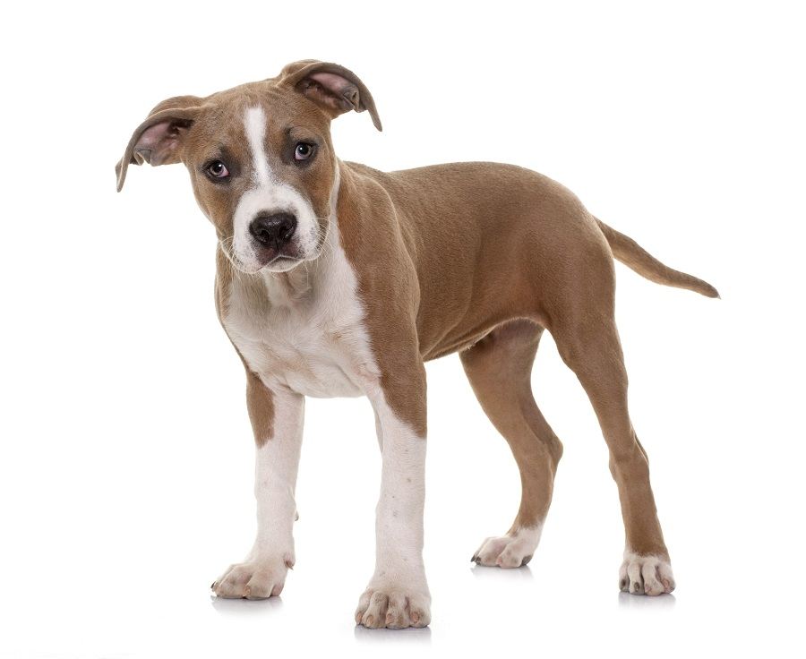 American staffordshire terrier American staffordshire terrier