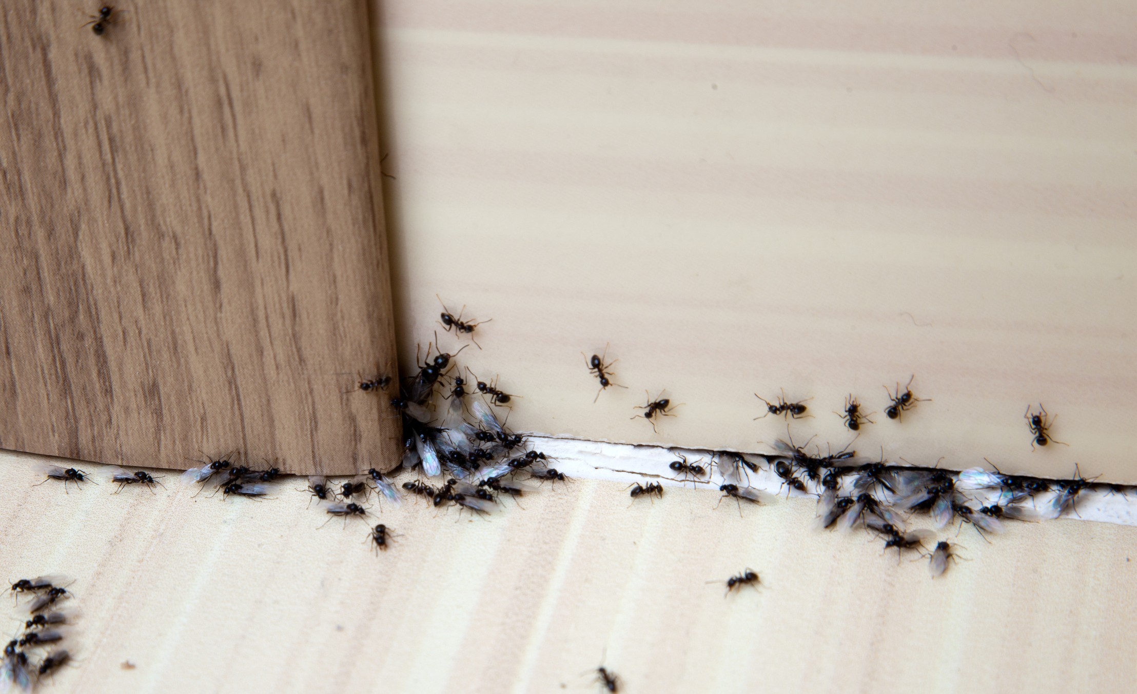 15 Common Pests That Are Destroying Your Home