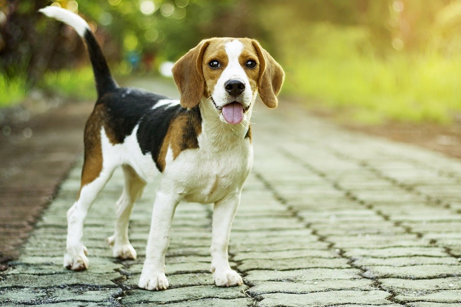 Beagle