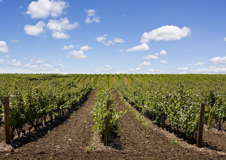 Beautiful vineyard in the evening at Niagara Falls, Ontario