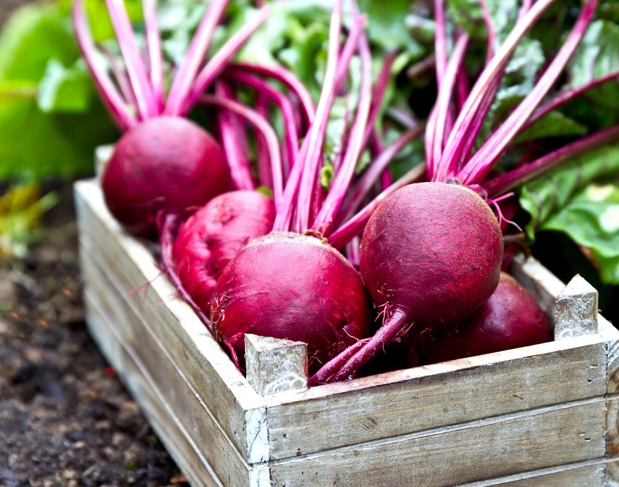 Beet Beet