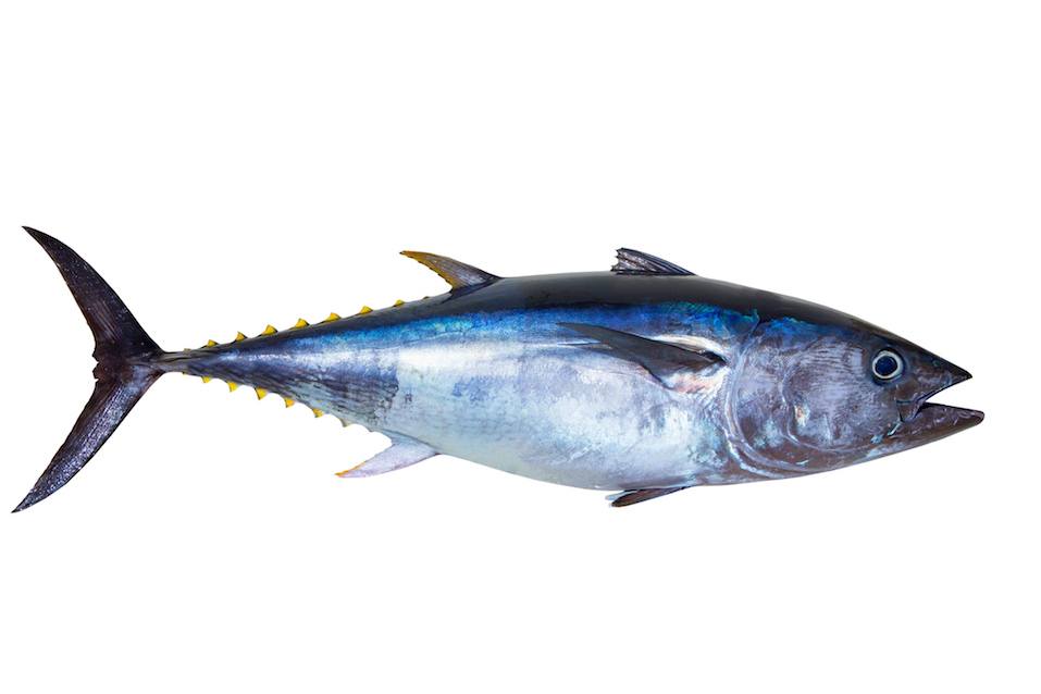 Bluefin tuna really fresh