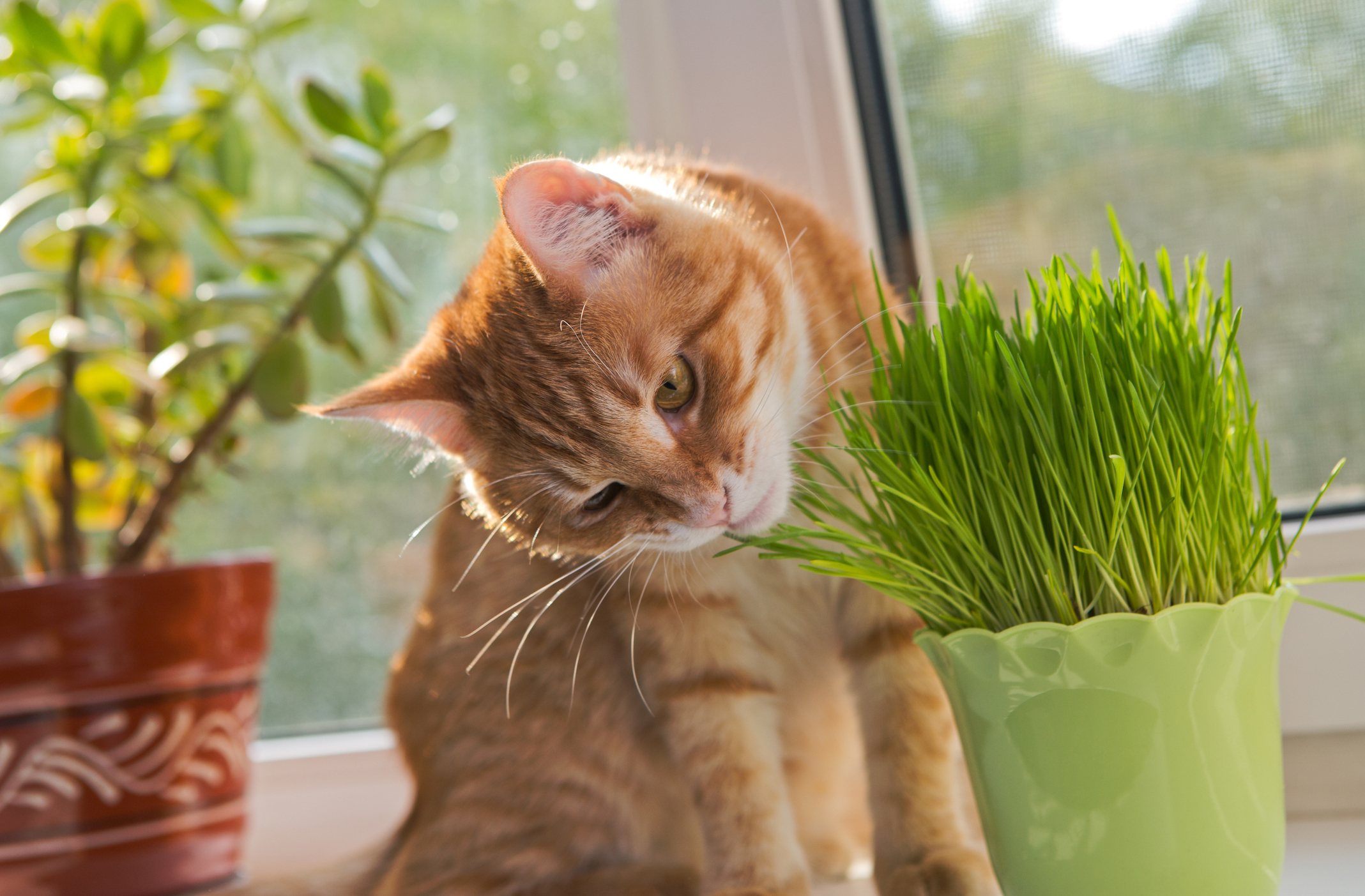 The Crazy Ways Catnip Affects Your Cat And The 1 Plant That Has The Same Effect On Dogs