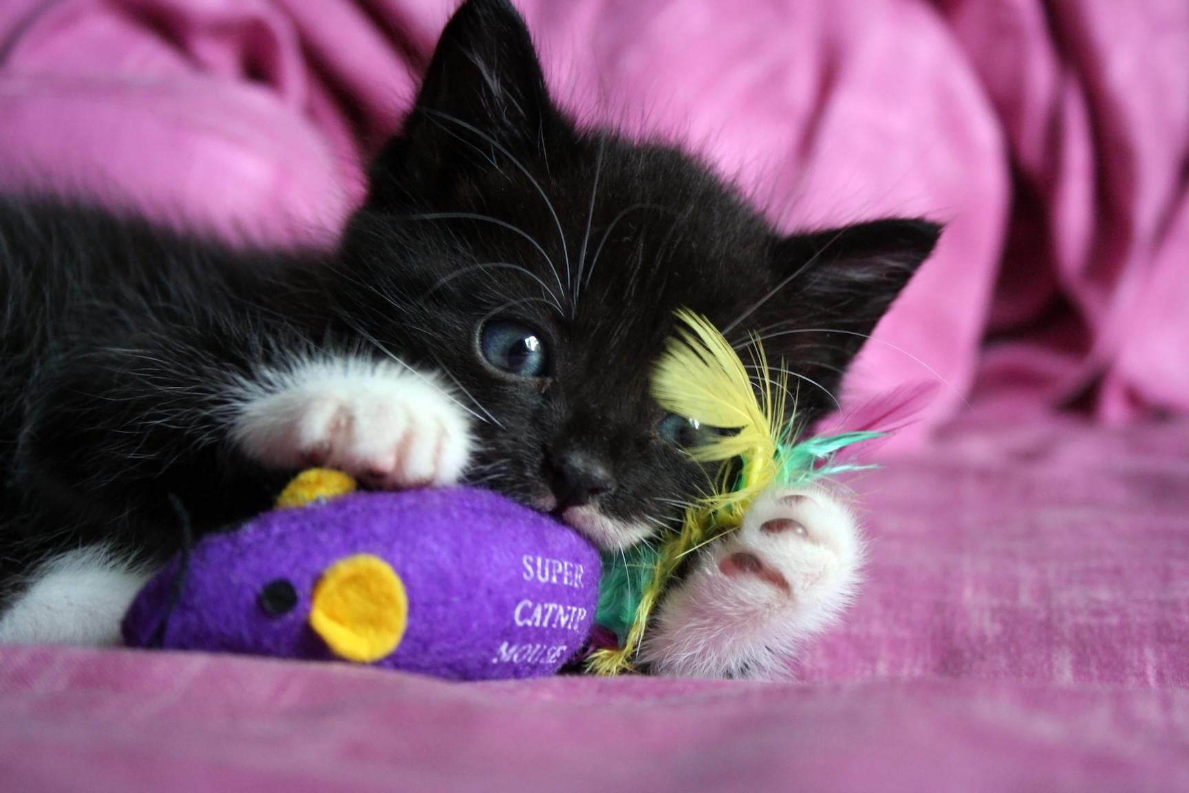 Kitten playing with catnip mouse toy