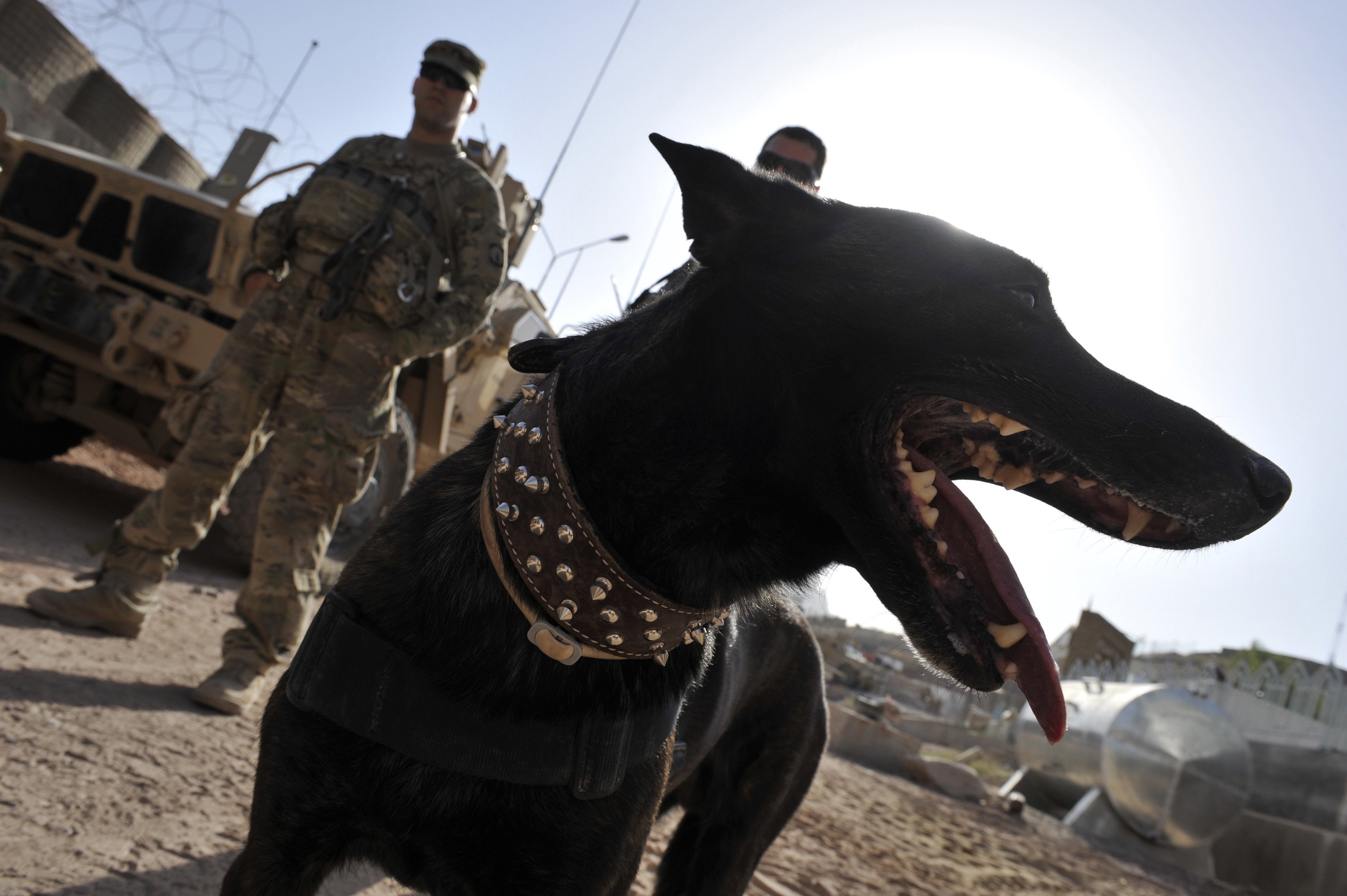 Zzarr, a 6-year old Dutch Shepherd and K-9 handler US Army Sergeant Nathan Arriaga