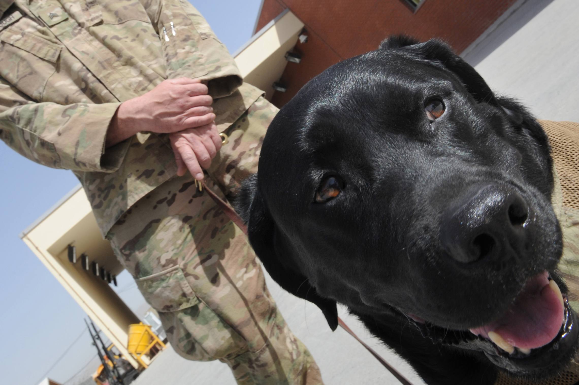 Military dog
