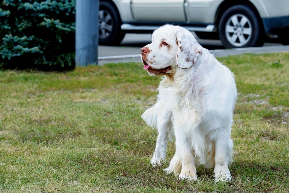 Clumber Spaniel looks aside.