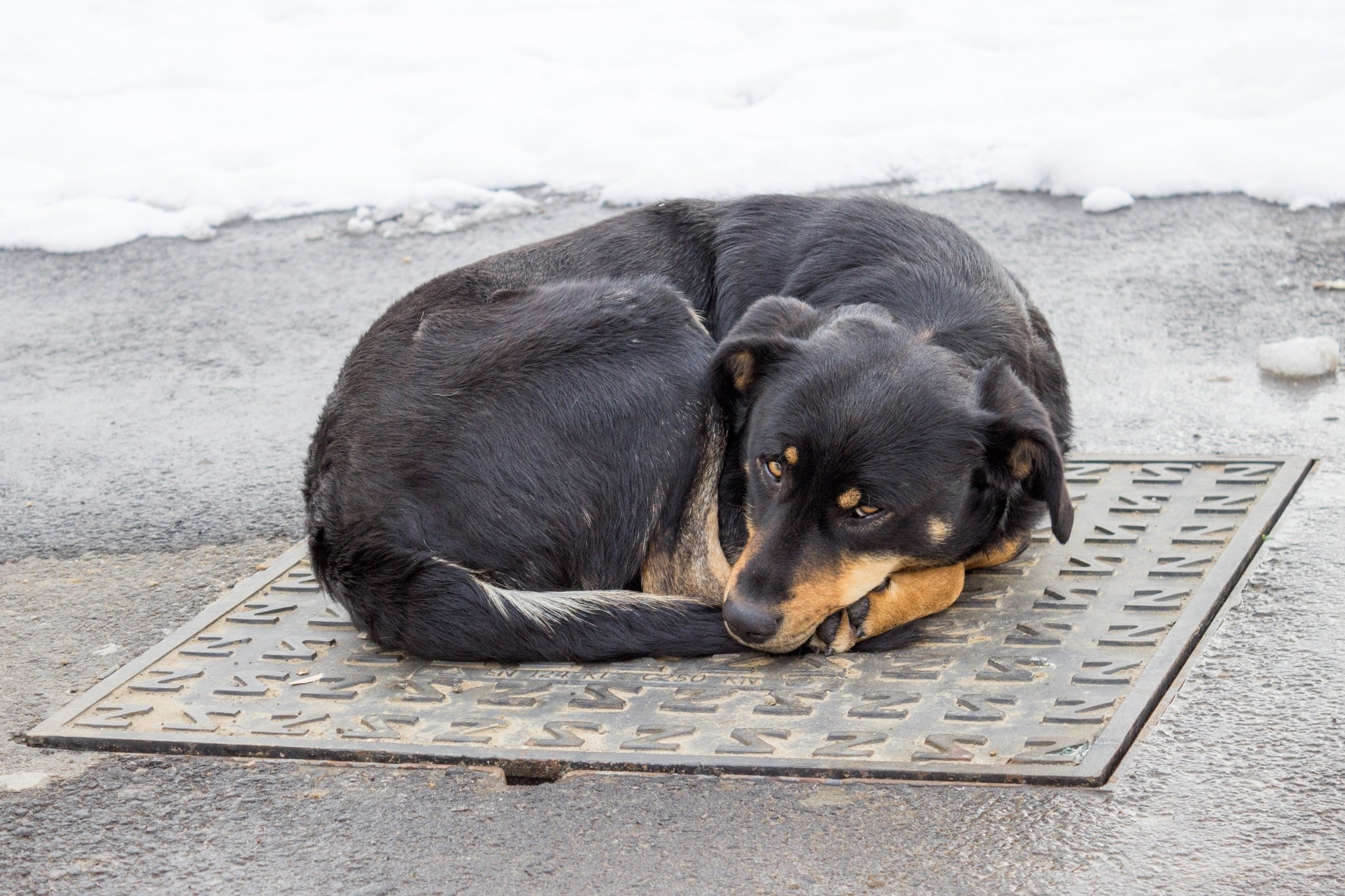 Dog lying on iron man-hole cover in winter time
