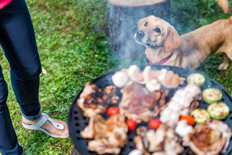 Dog standing with grill