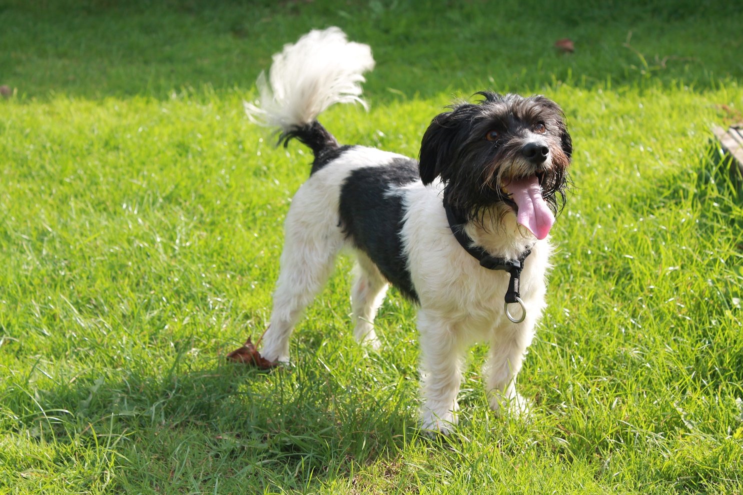 A small terrier cross breed