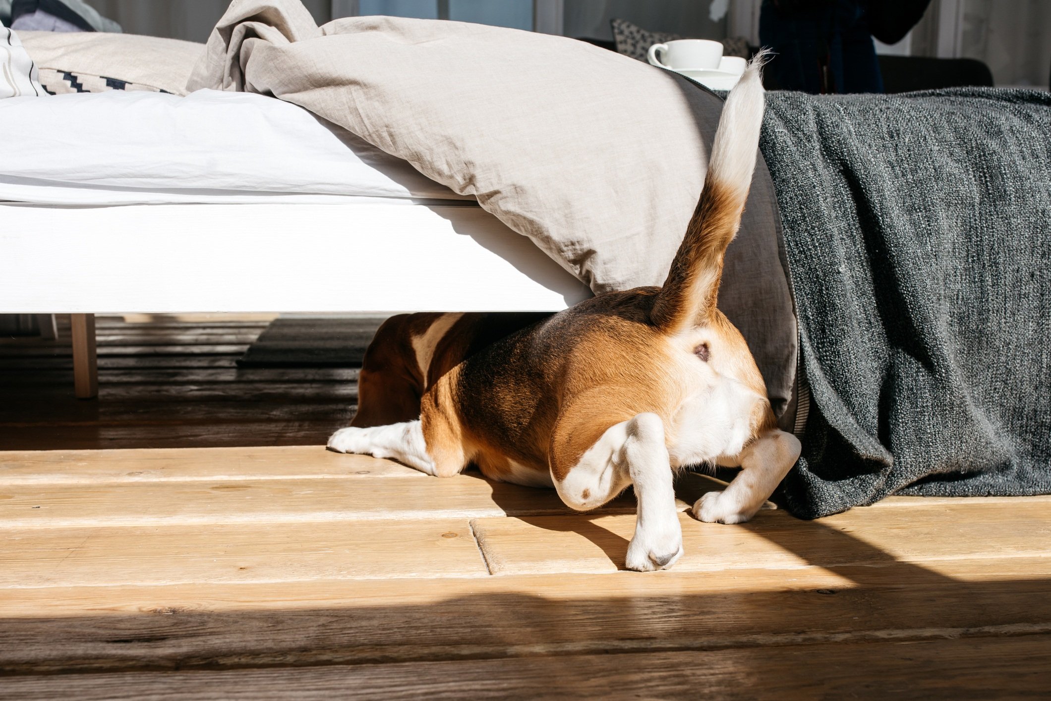 Featured image of post Sit Out Tails / If they&#039;re sitting upright, they&#039;re leaving their ears, nose, and belly exposed, so they&#039;re most likely avoidance behavior.