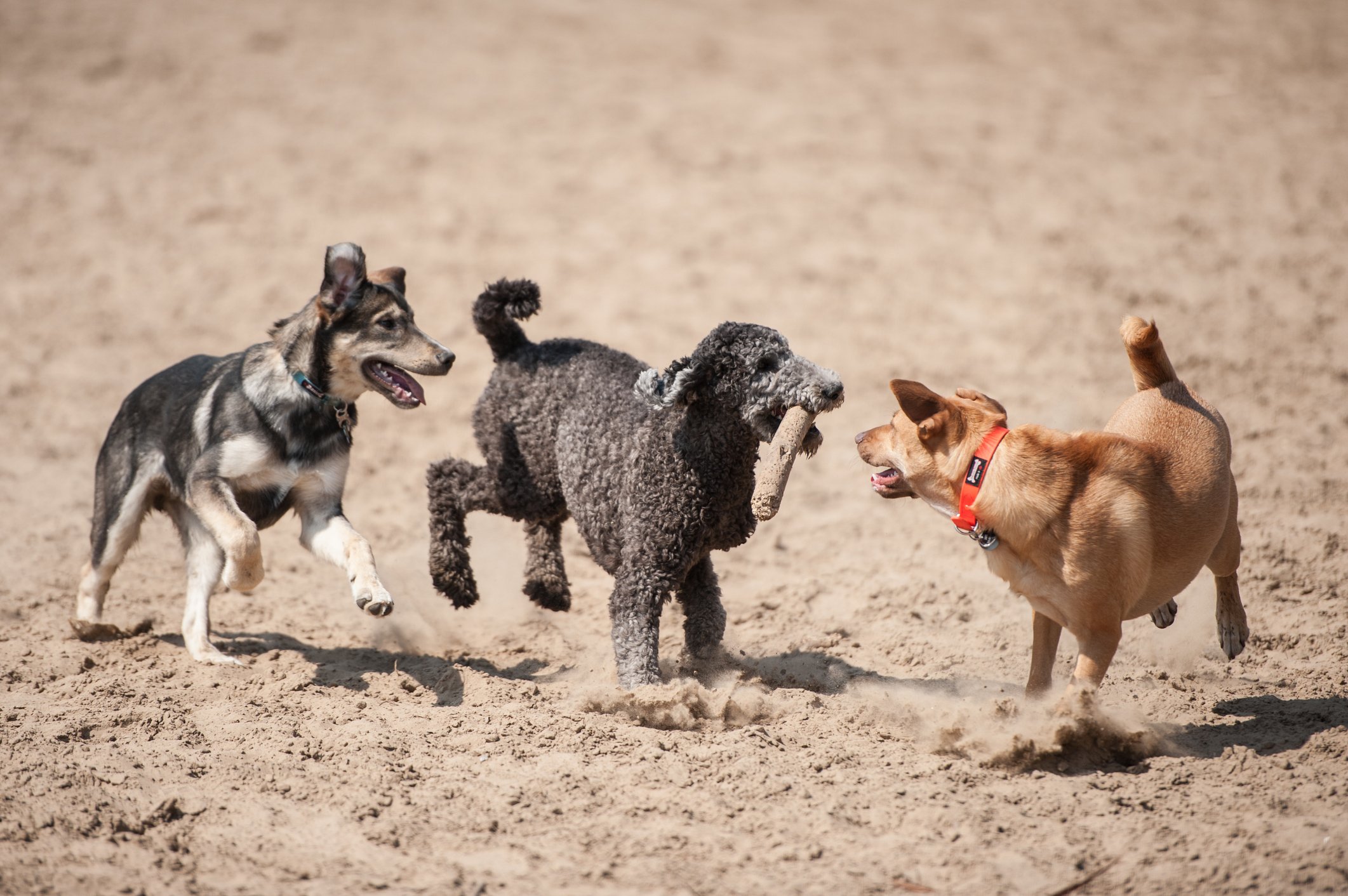 Three dogs running at dog park with a stick outside in the dirt.