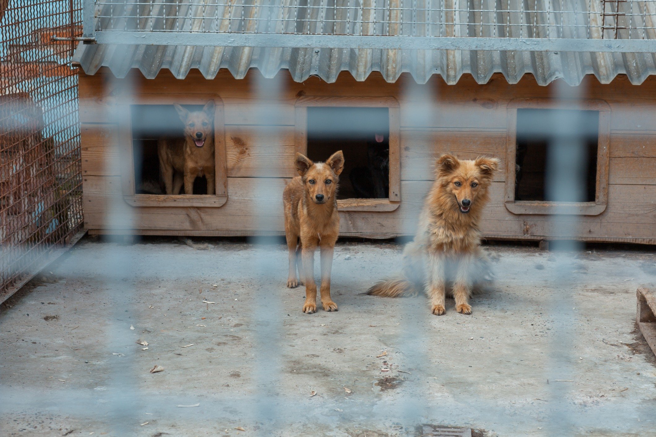Dogs in cage waiting to be rescued