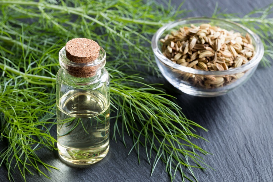 Fennel Fennel