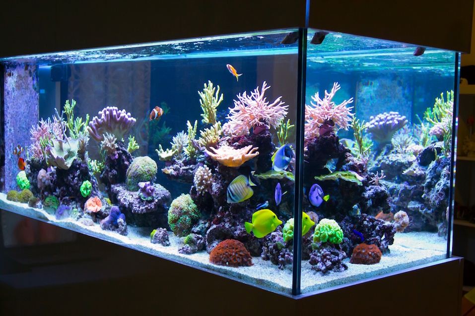 Fish tank
