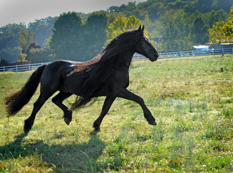 Frederik the Great