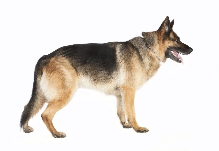 German Shepherd German Shepherd