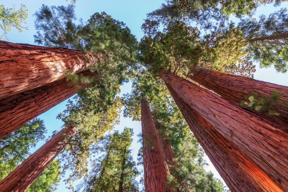 Giant sequoia trees in Sequoia National Park