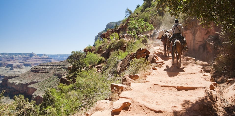 Grand Canyon - Mules