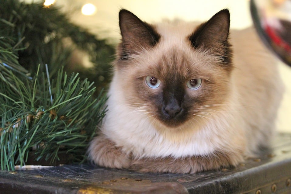 Himalayan Cat