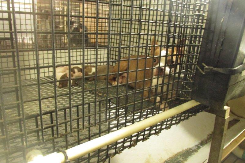 Puppy mill