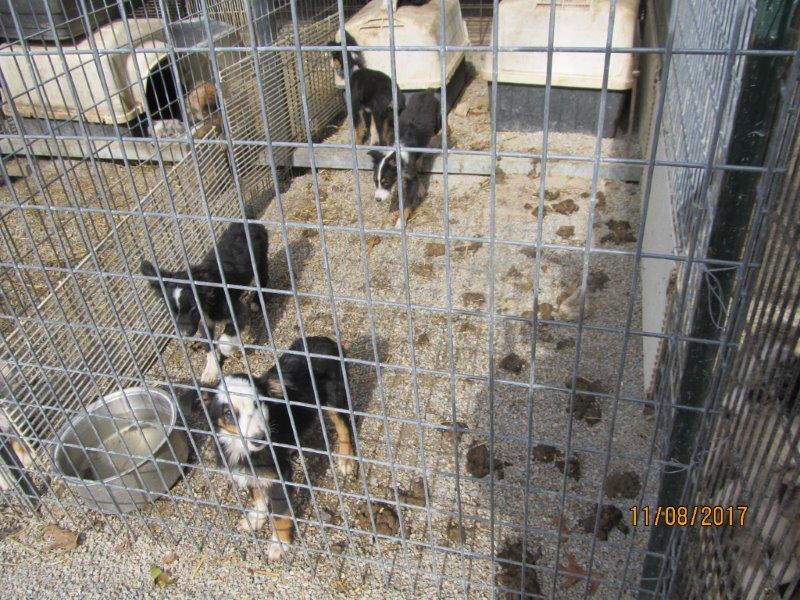 Puppy mill