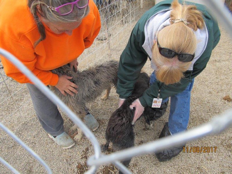 Puppy mill