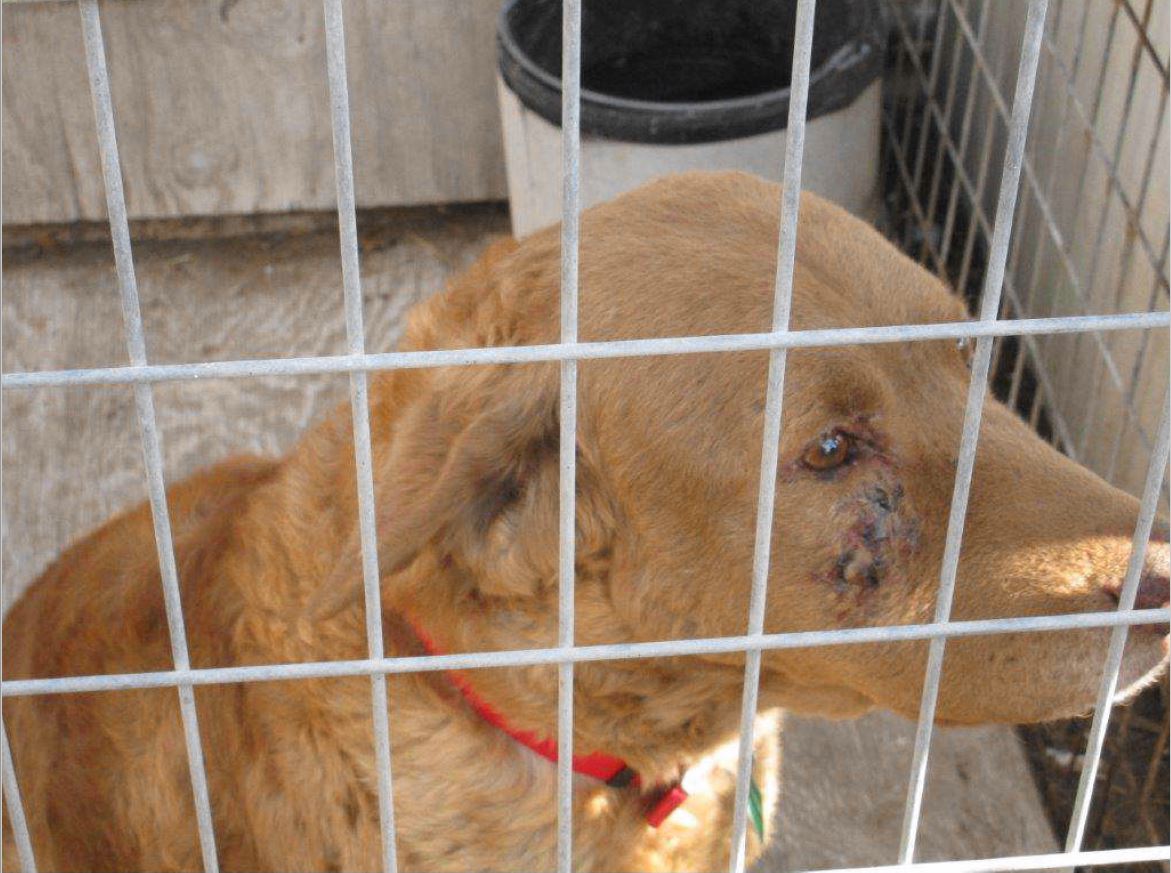 Puppy mill Nebraska