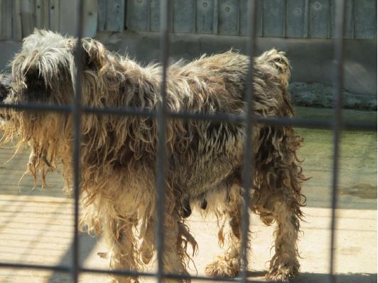Puppy mill