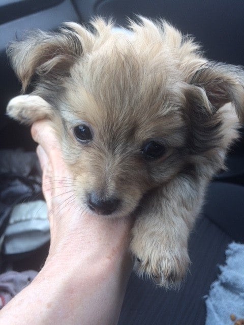 Puppy mill Ohio