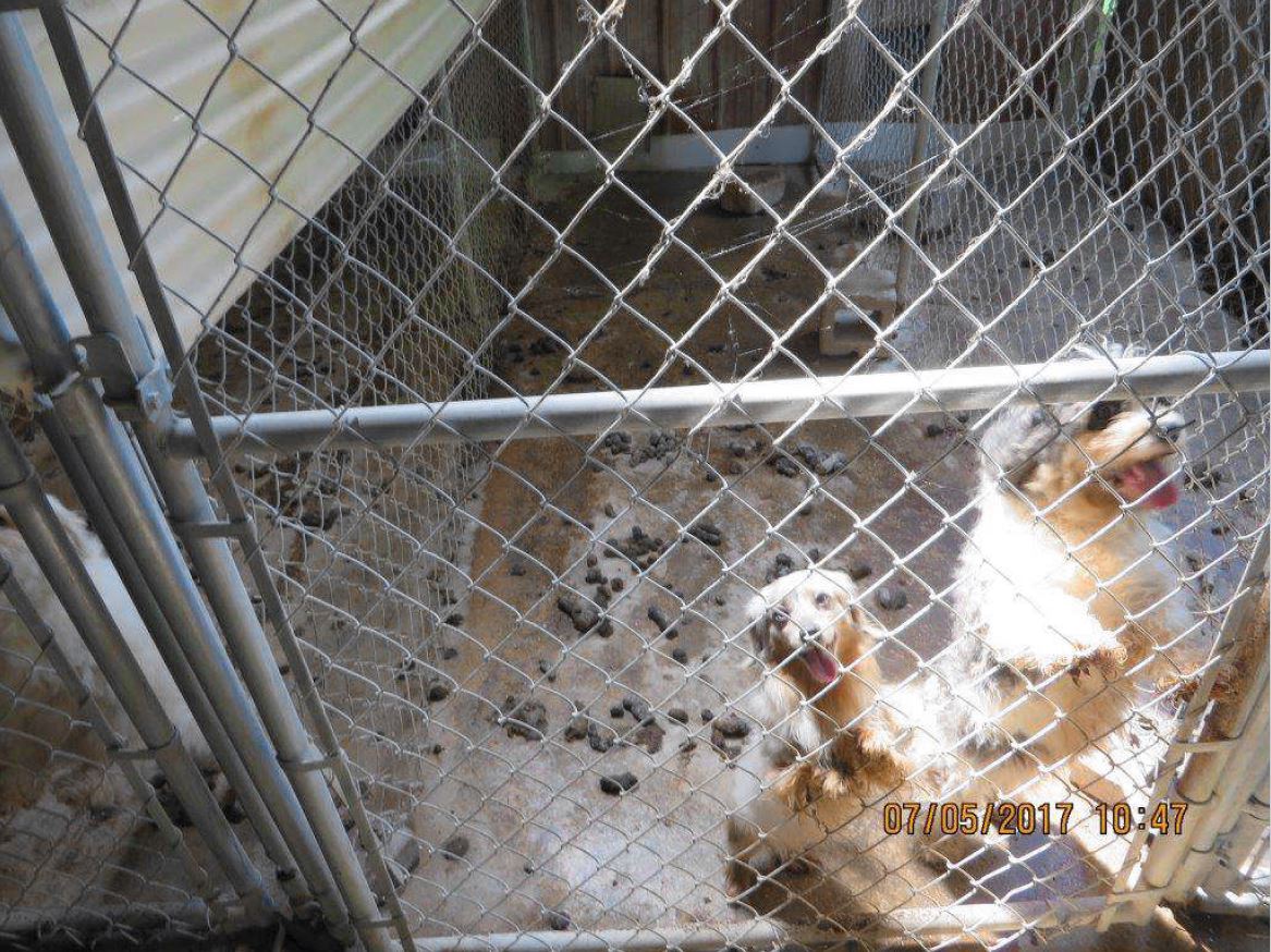 Puppy mill