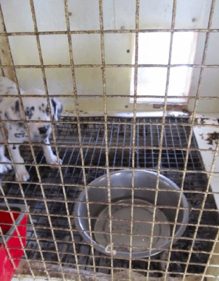 Puppy mill