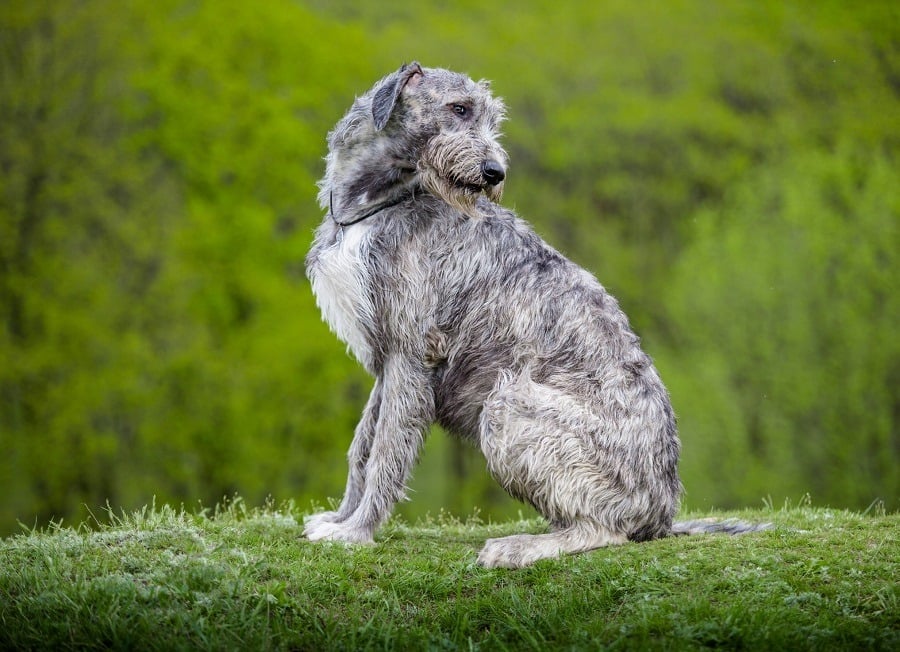Irish Wolfhound Irish Wolfhound