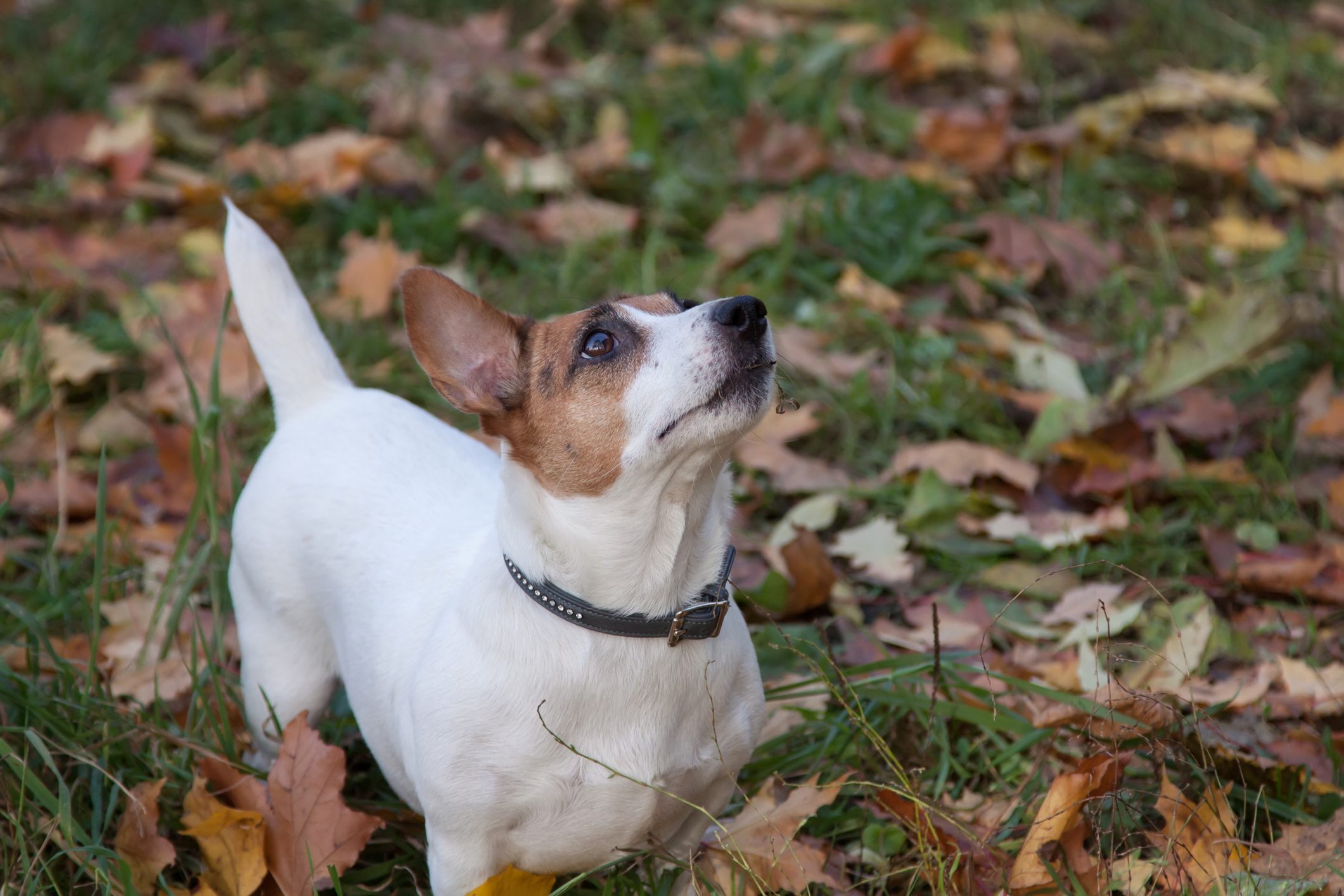 Cute Jack Russel Terrier playing in the park