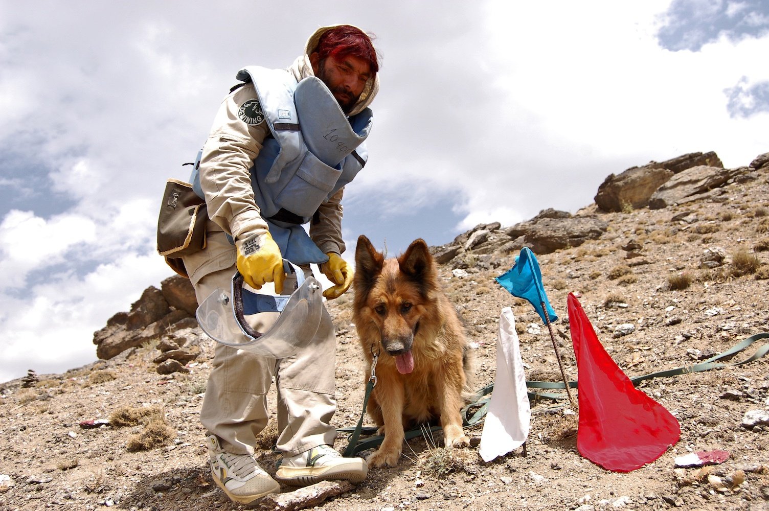 Landmine sniffing military dog