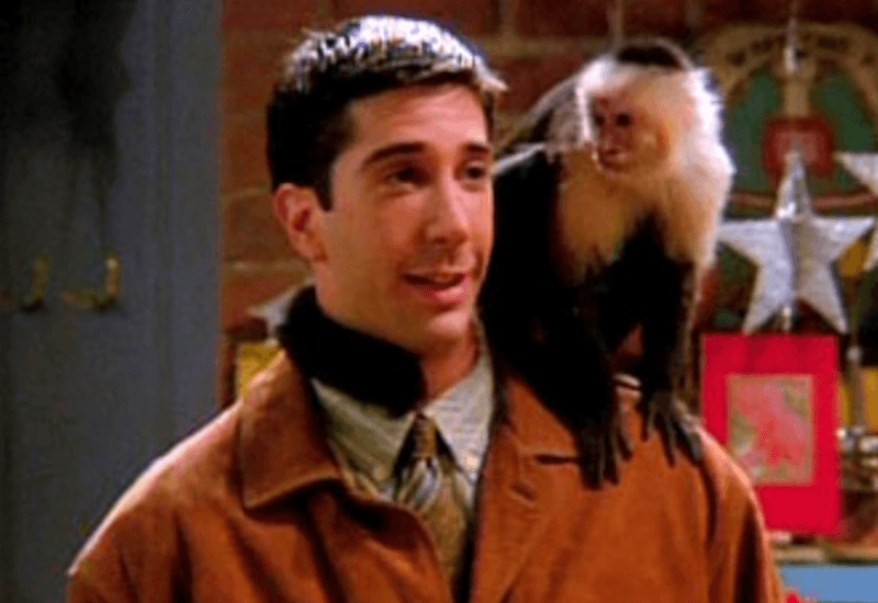 Marcel looking at Ross as he stands on his shoulder. Marcel looking at Ross as he stands on his shoulder.