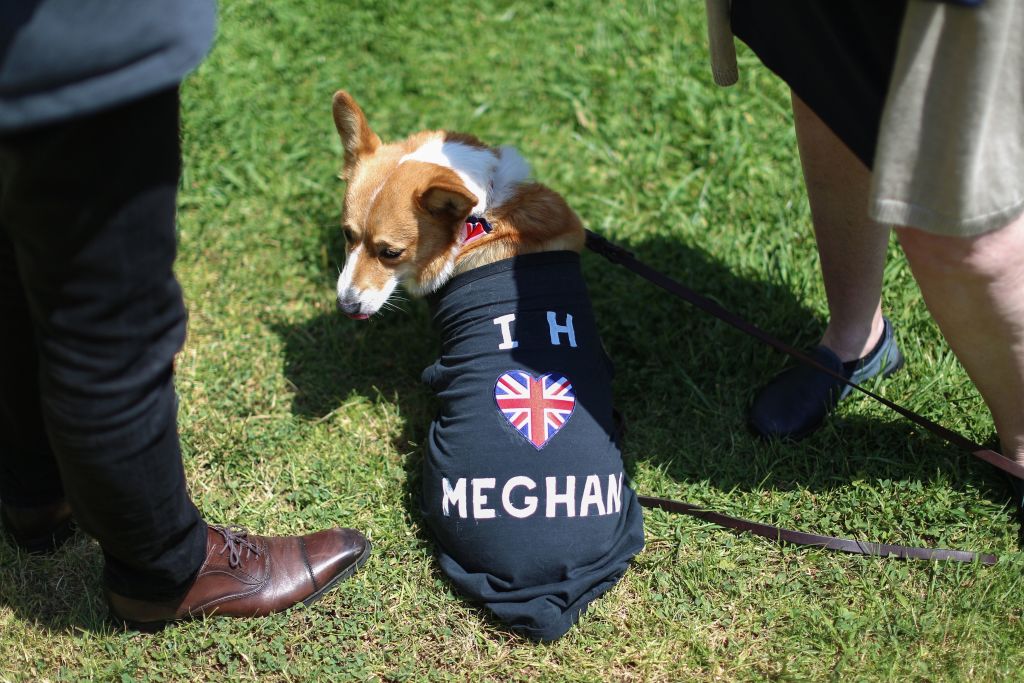 Dog wearing a shirt for Meghan Markle