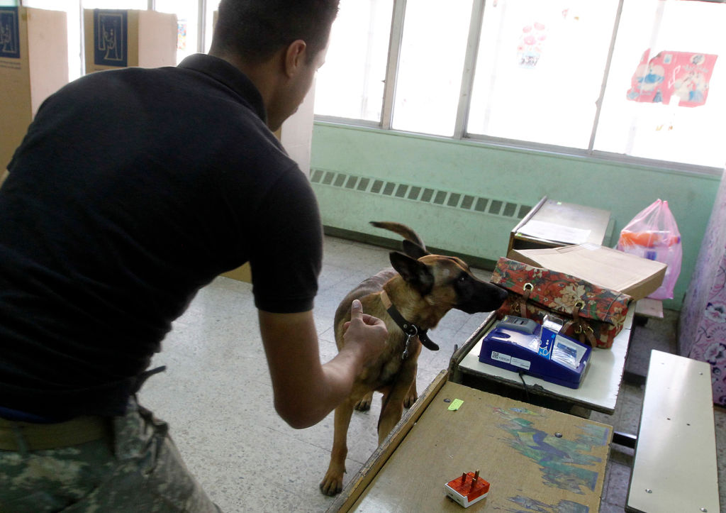 A member of the Iraqi security forces leads a sniffer dog as they check a polling station for explosives