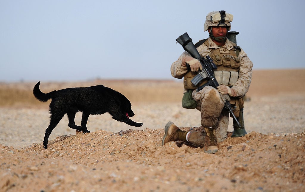 Bomb sniffer dog Corporal Ace seaches fo