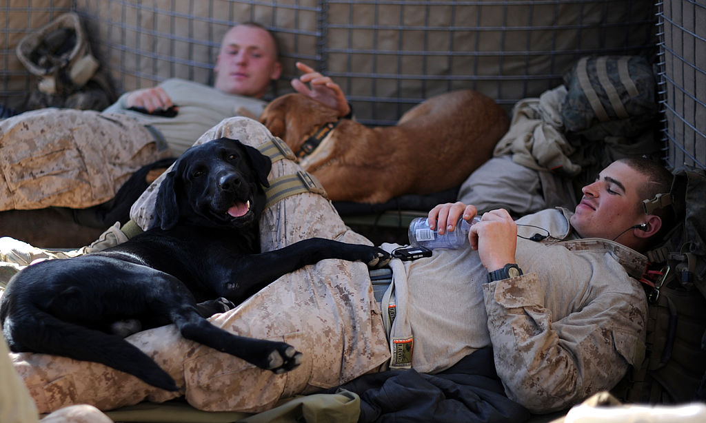 Military police US Marines and their dogs