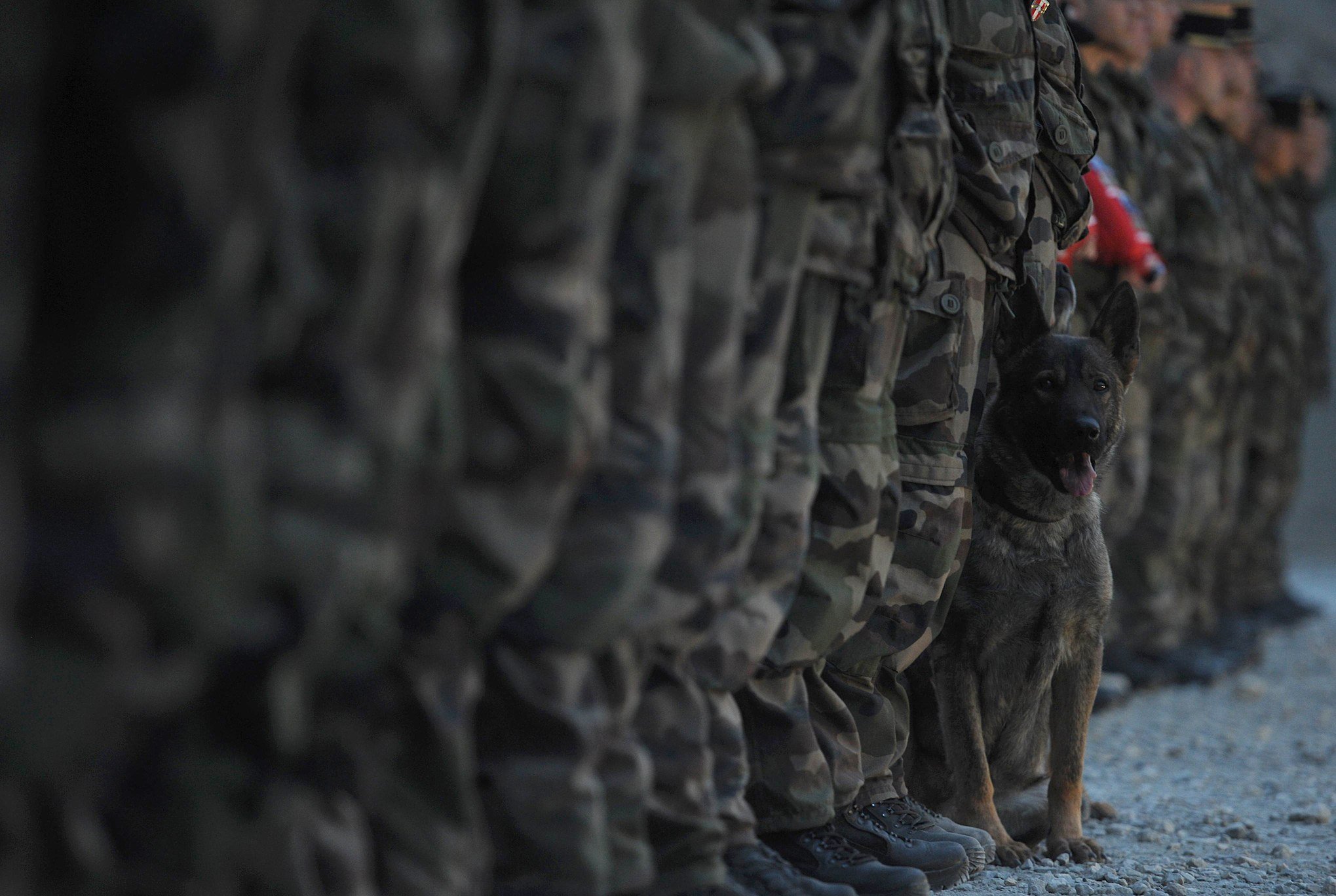 soldații francezi stau cu câinele militar