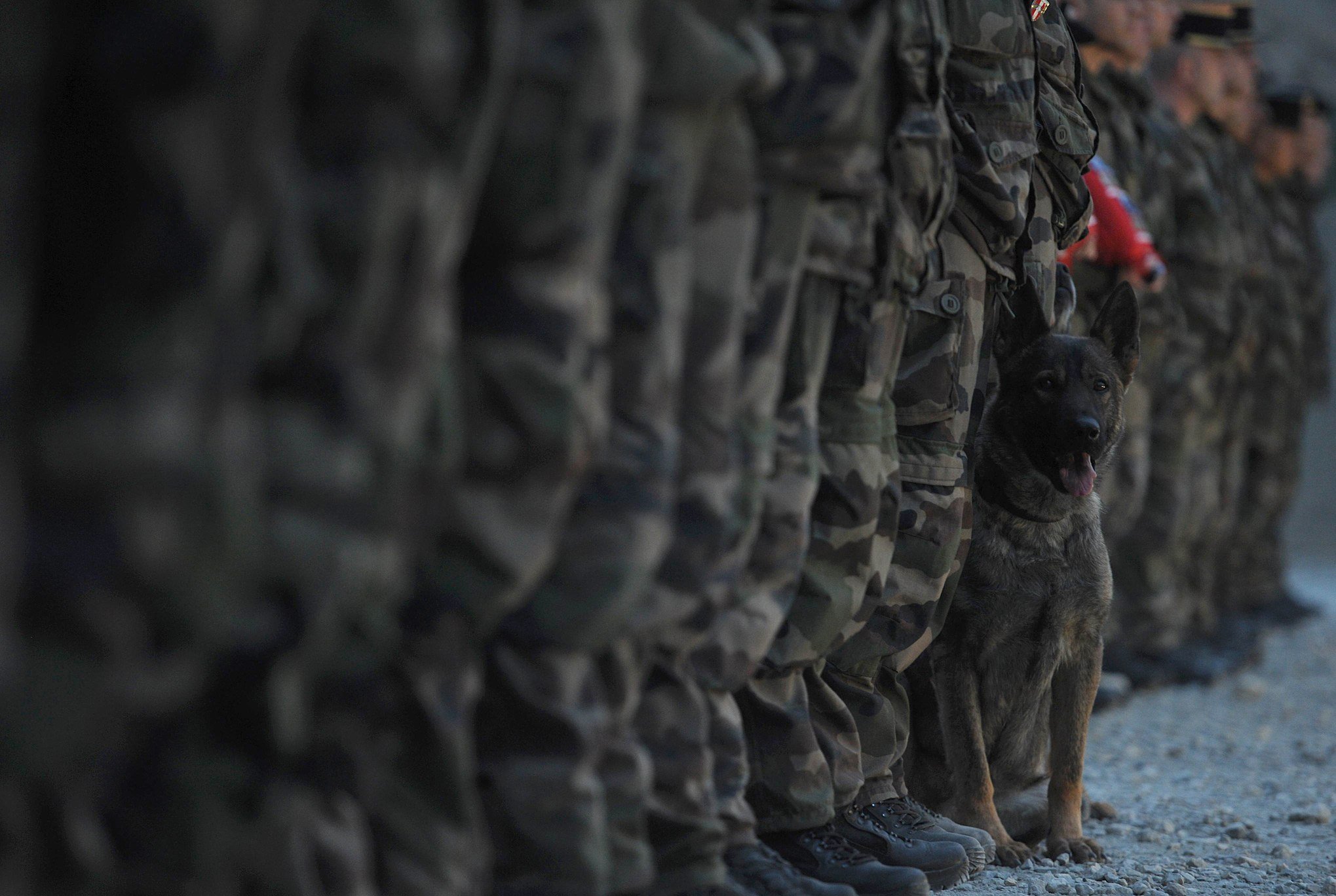 French soldiers stand with military dog