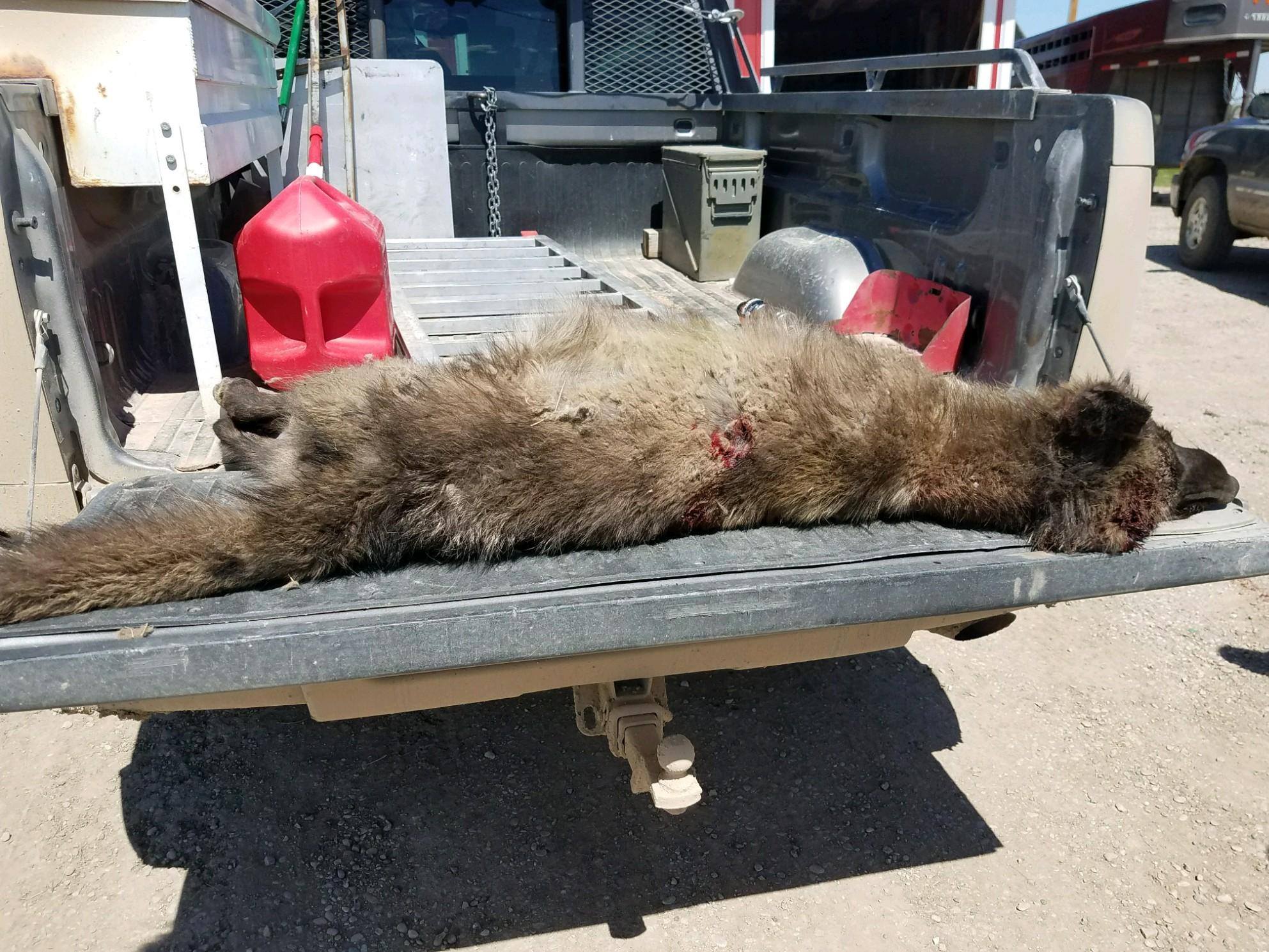 Montana wolf hybrid truck